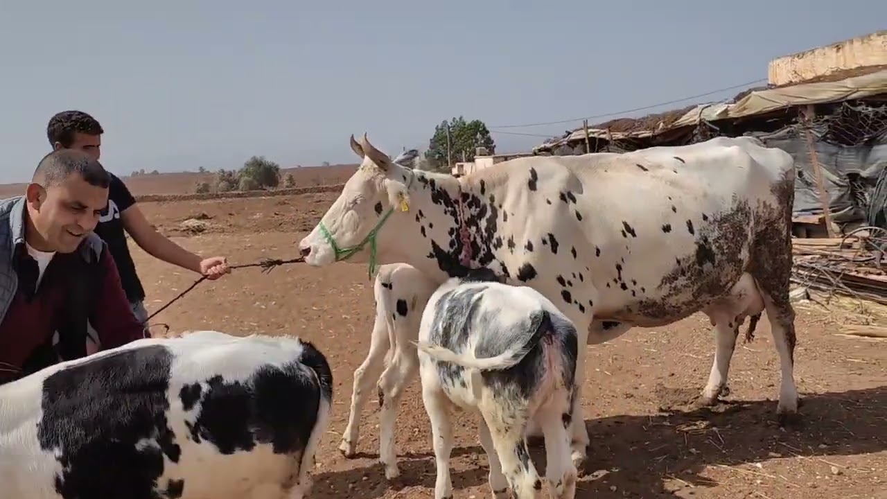بقرة والدة عجلة هولشتاين ،ومعها عجلة وعجل بلجيكي للبيع  اولاد سعيد إقليم سطات التواصل 0678754175