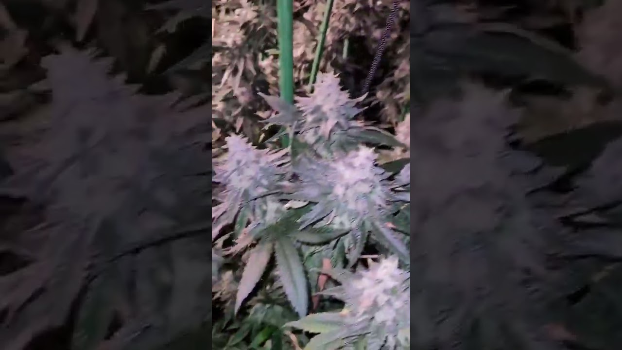✨Witness the magic of  Medic Grow Fold-800 Plus in action! #growlights #cannabiscommunity#shorts