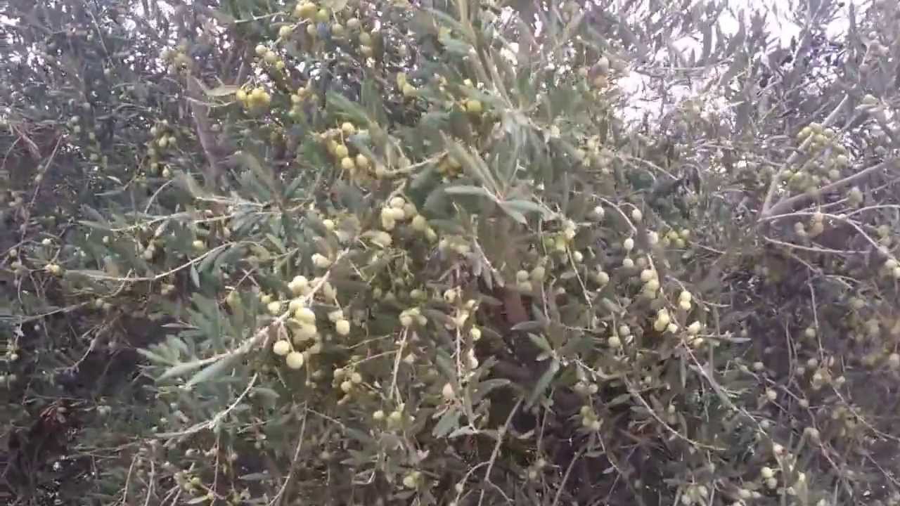 WP 20131108 111819Z arbequina  plantacion con 7 años