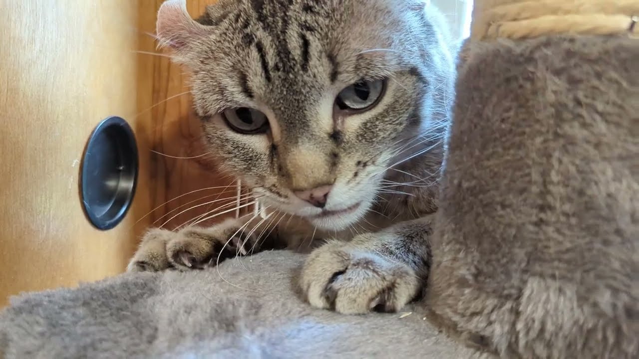 Gadget on the cat tree close up (Highlander cat)