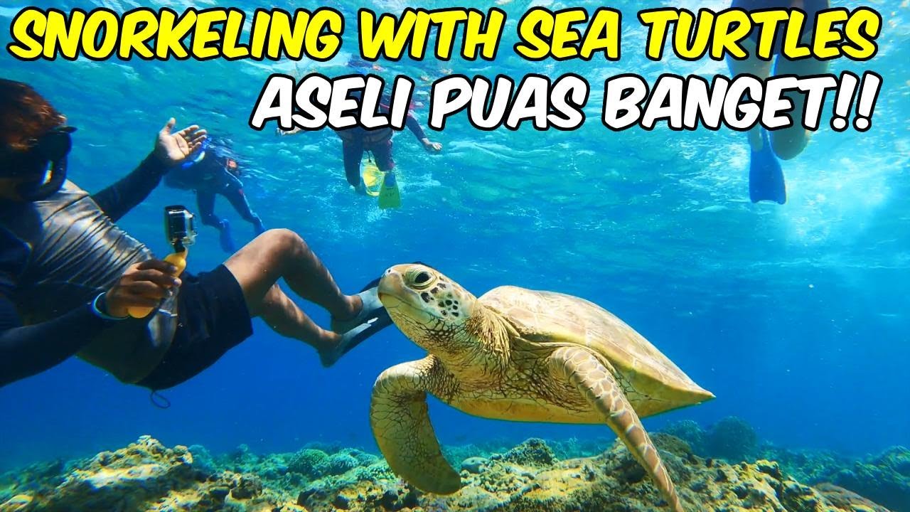 SNORKLING DI GILI TRAWANGAN, GILI MENO, GILI AIR SERU ABIS BISA LIAT PENYU SEA TURTLES GEDE BANGET!