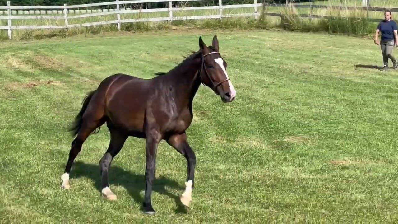 Cheval à vendre -  Total McLaren - des poulains exceptionels - equirodi.com