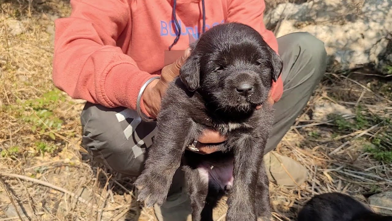 भेड़पालकों के शानदार डॉग्स|bhotia dogs|कुछ पल इनके साथ|