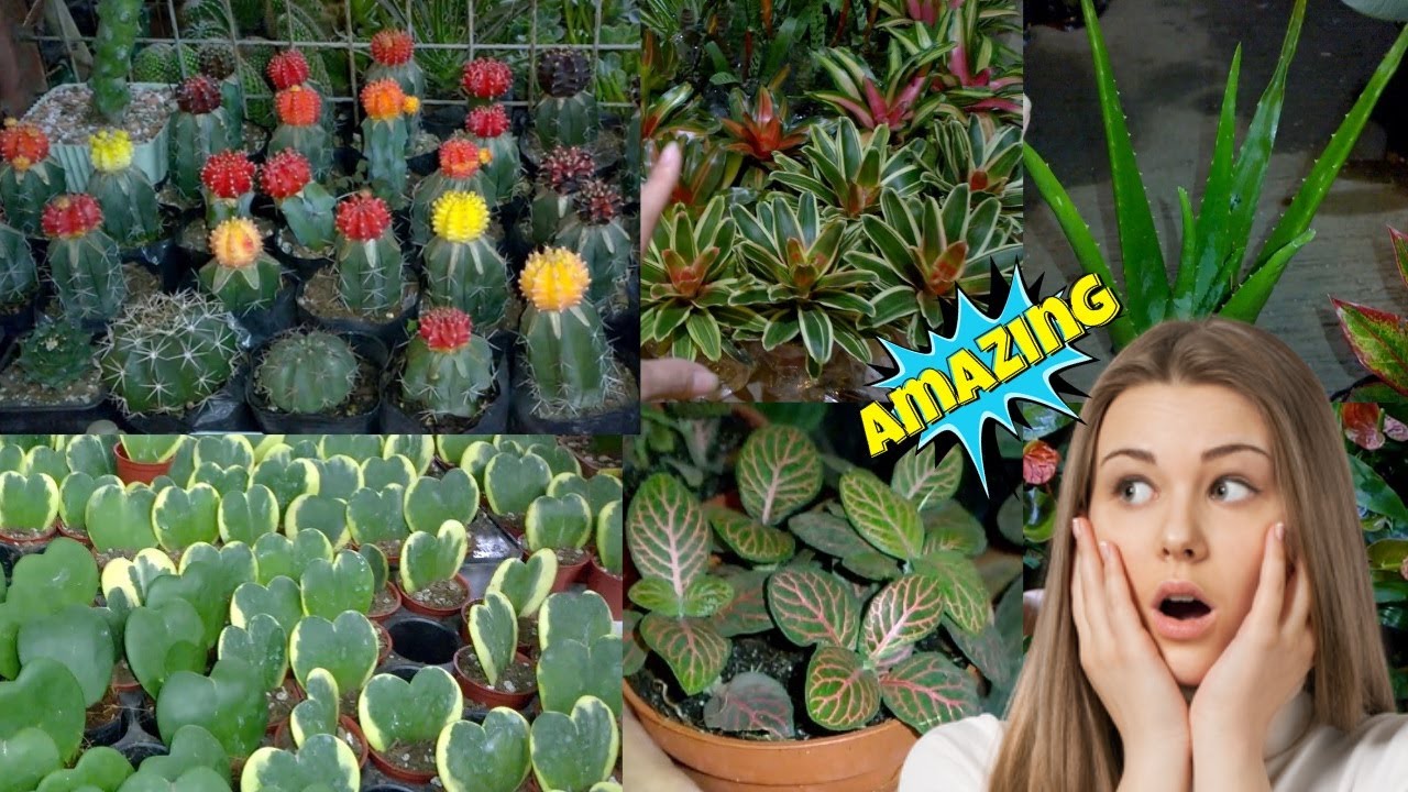 BAGSAKAN NG MGA MAGAGARANG Halaman - Farmers Garden Cubao, Quezon City Philippines Vlog Part2
