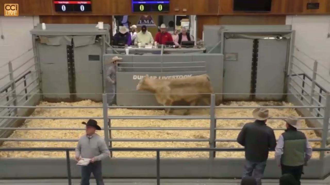 Western Exposure Female Sale, Dunlap, IA