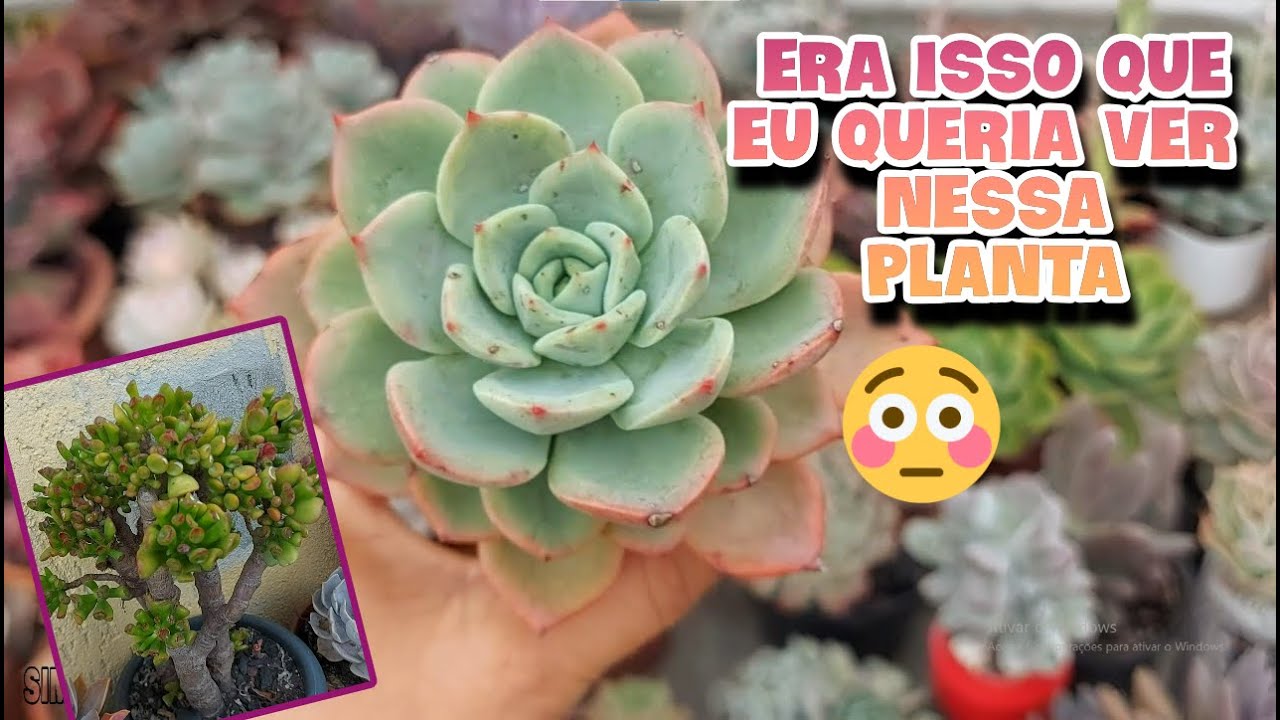 5 ARVORETAS E 5 COMPACTAS E REPLANTE DO SEDUM ALICE EVANS| Simone Felic