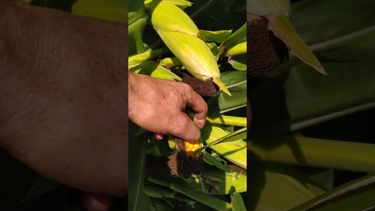 Кукуруза и тыква - виды на урожай