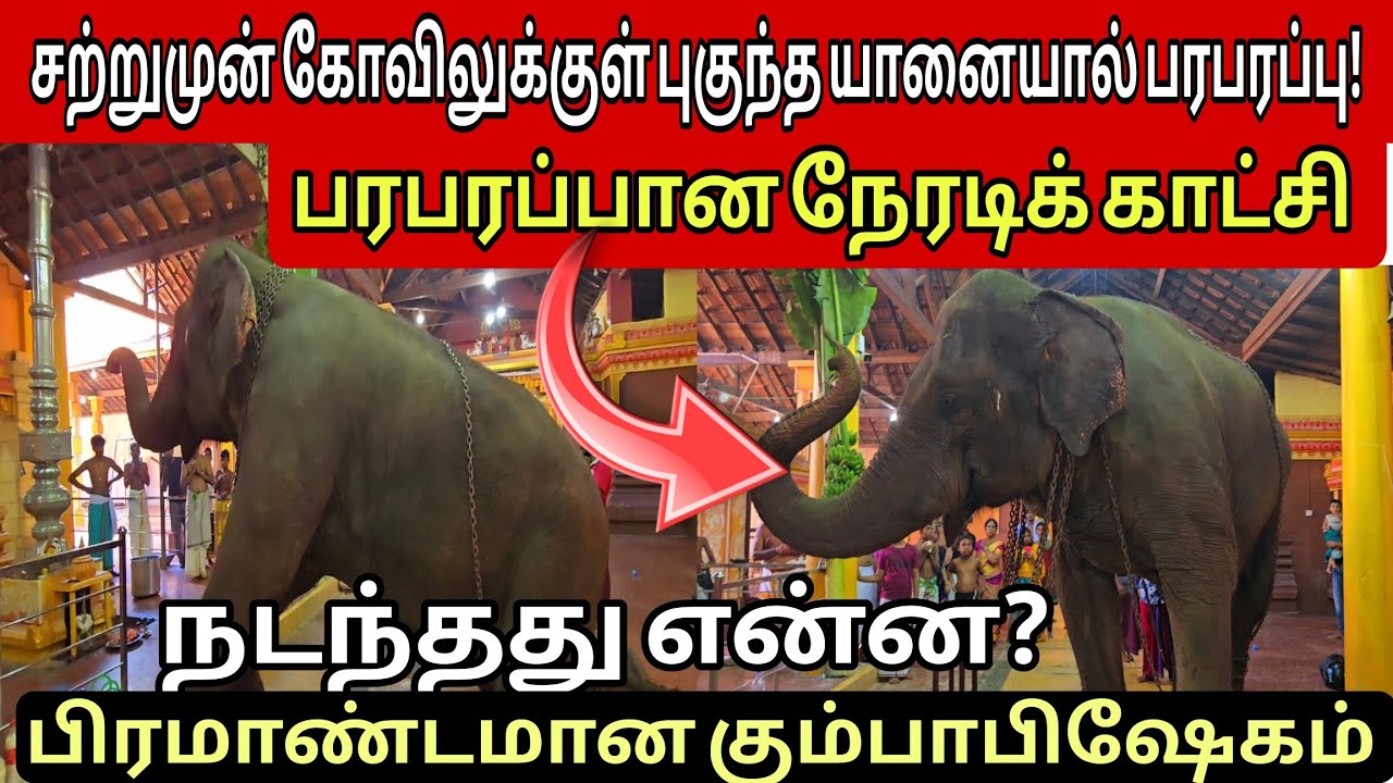 🔴சற்றுமுன் திடீரென கோவிலுக்குள் புகுந்த யானை! பரபரப்பான நேரடிக்காட்சி!#jaffna#trendingtamilnews