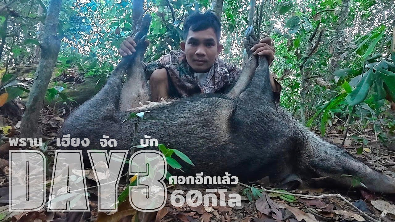 พรานเฮียงจัดบักสามศอกอีกแล้ว60กิโล//ພານຮຽງລົ້ມຫມູປ່າອີກແລ້ວ60ກິໂລ Hieng บ่าวเฮียง คนหากิน