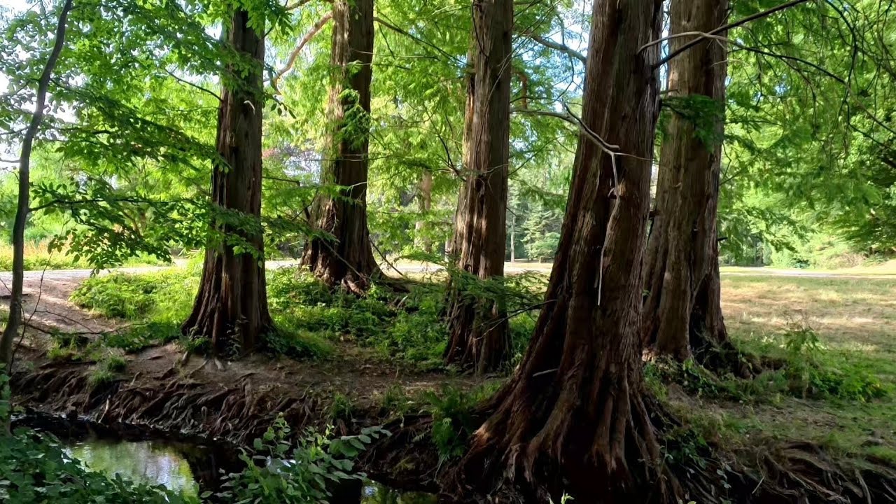 Relaxing Nature Video with Soothing Music and Birdsong | Entspannungsvideo Natur #fairytalenature