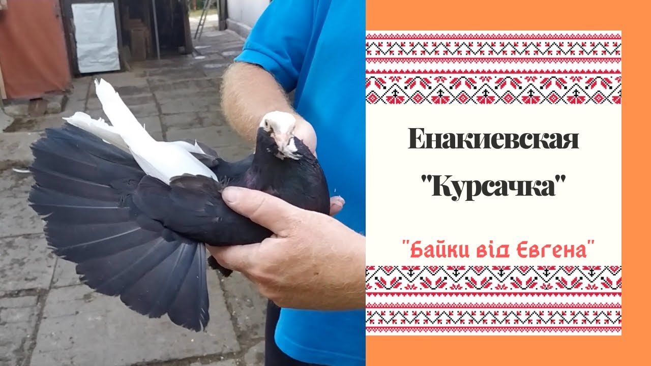 Путешествие в Горловку из Енакиево за своей голубкой. Николаевские Голуби.