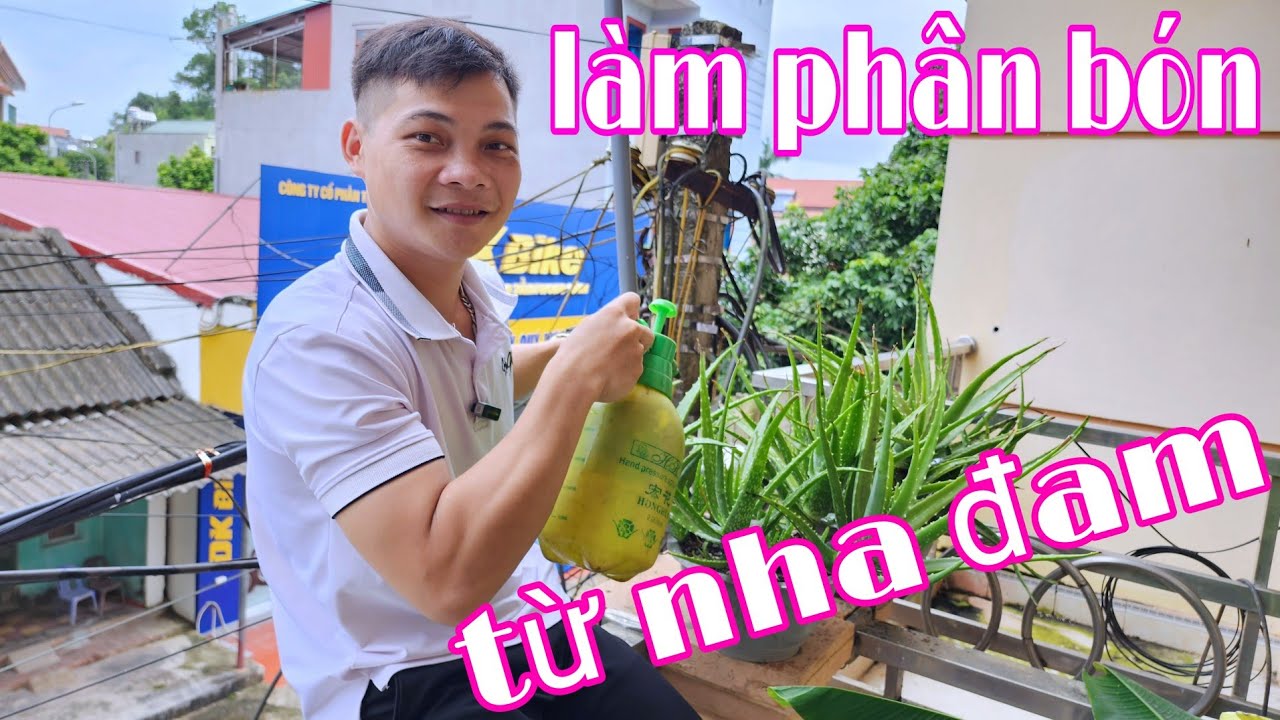 làm phân hữu cơ tại nhà, cách làm phân bón tưới lan từ nha đam | trồng lan ban công
