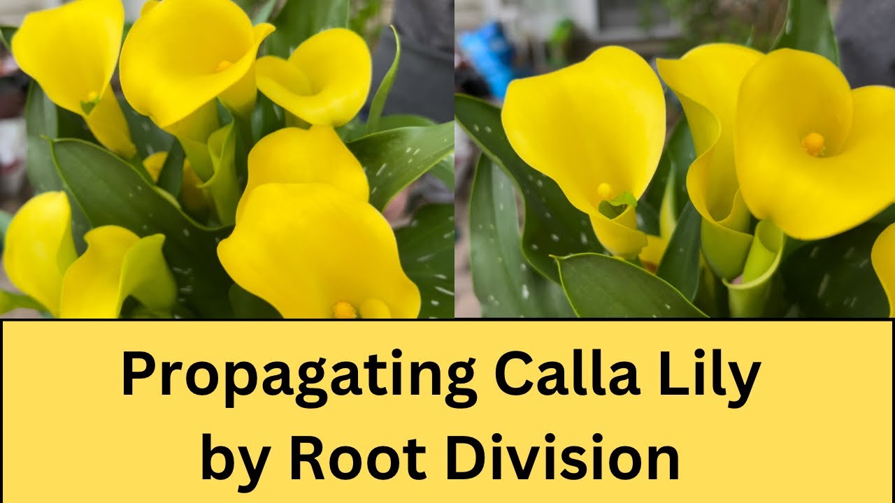 How to Propagate lilies by Root Division | How to Make More Cala Lily Plants from One Plant |