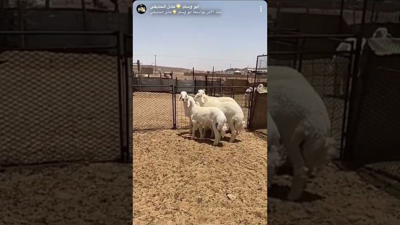 تغطية مراح شركة الراية بتاريخ ١٥/ ٥/ ٢٠٢٢