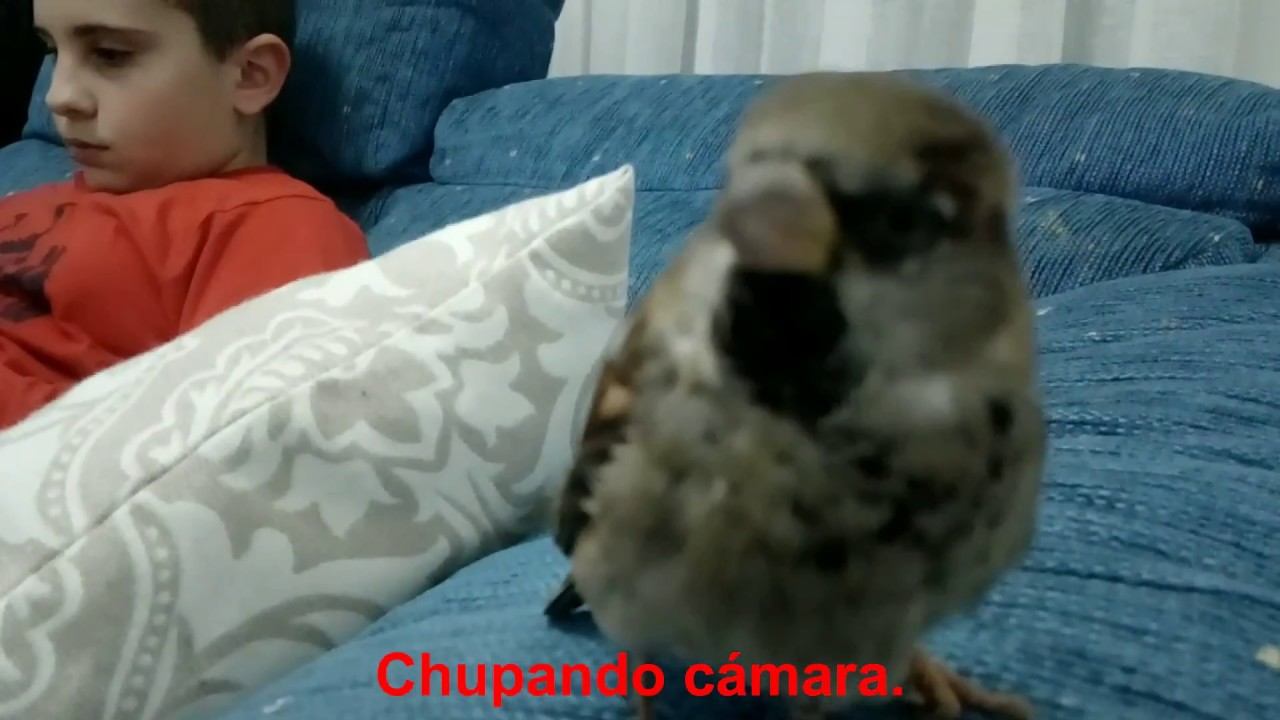 CRIAR GORRIÓN ADIESTRADO - vuelve a casa