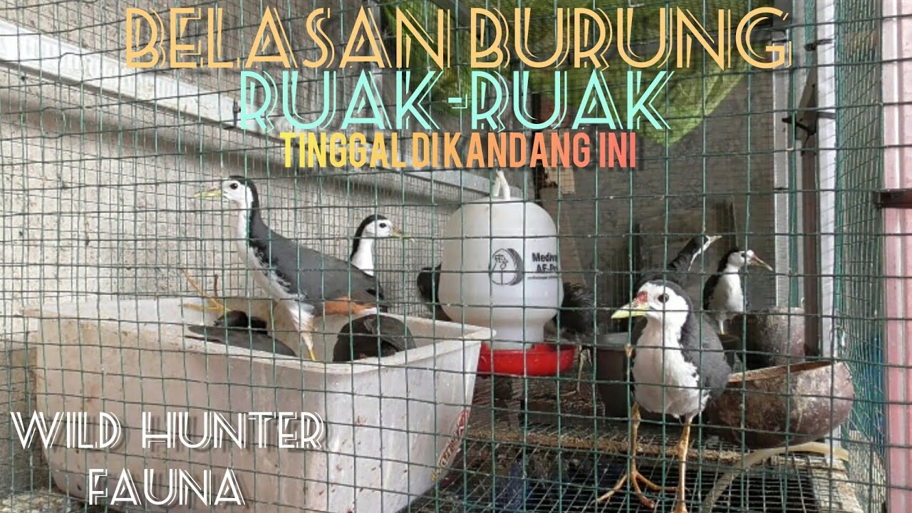 WILD HUNTER: BELASAN BURUNG RUAK-RUAK TINGGAL DI KANDANG UMBARAN INI UNTUK BUDIDAYA