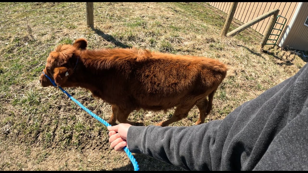 How to Halter Break ANY Cow