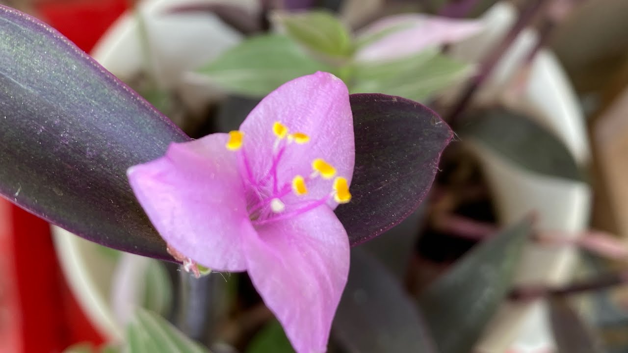 💜How to propagate Tradescantia pallida or purple heart💜