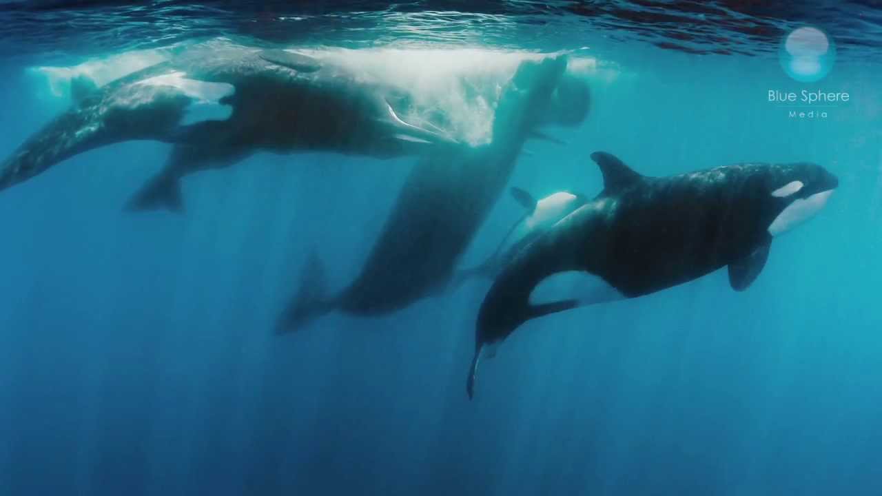 Orcas vs Sperm Whales