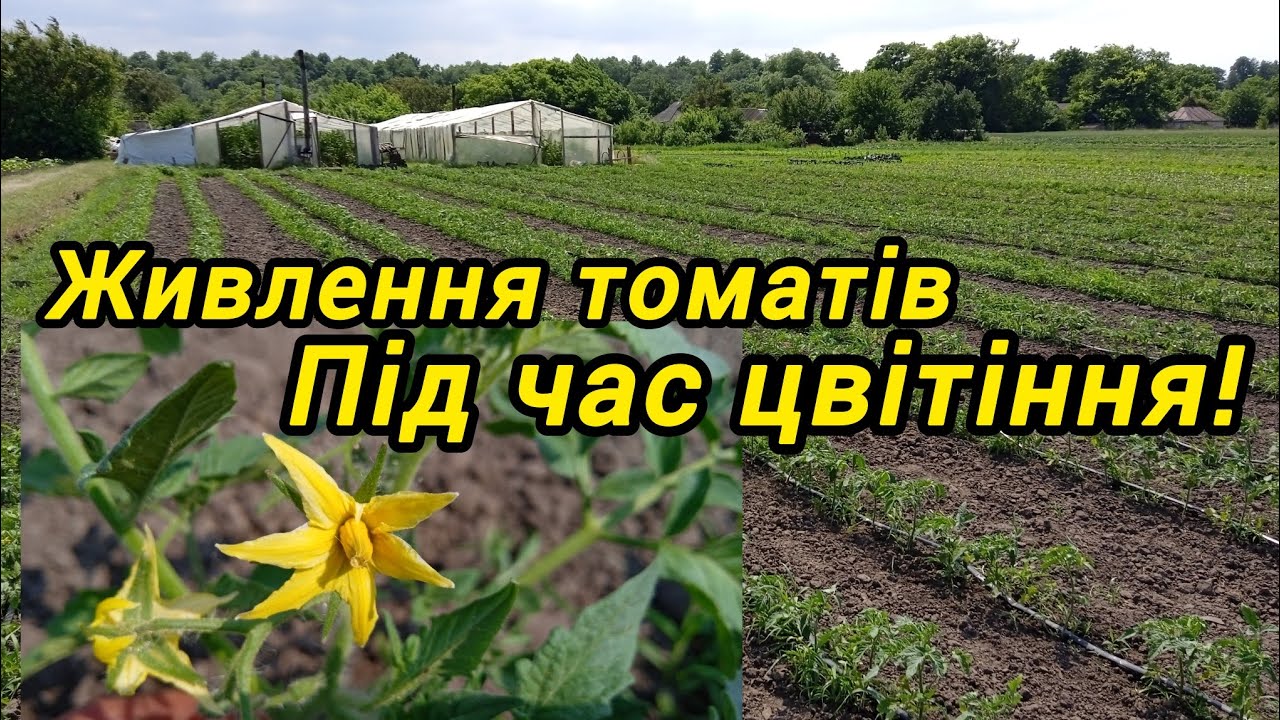 Живлення томатів під час Цвітіння.