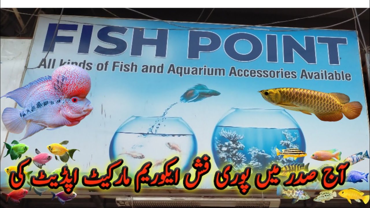 fish aquarium saddar market Khi || all fish aquarium shop visit vlog special fish point first time