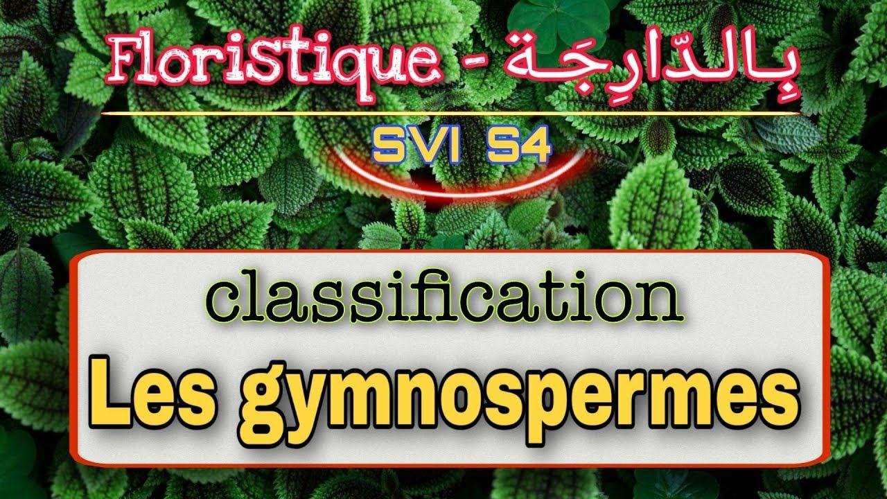 5- Les gymnospermes || Floristique بالدارجة (Svi s4)