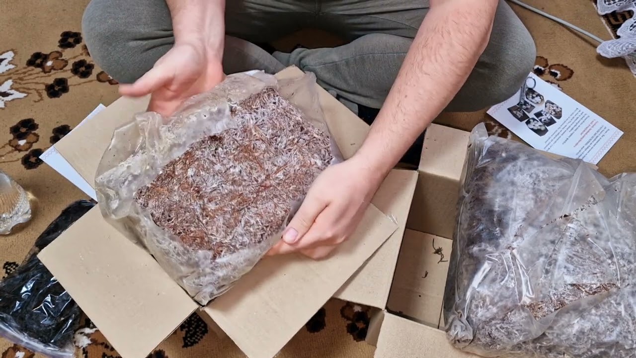 выращиваем шампиньоны дома!