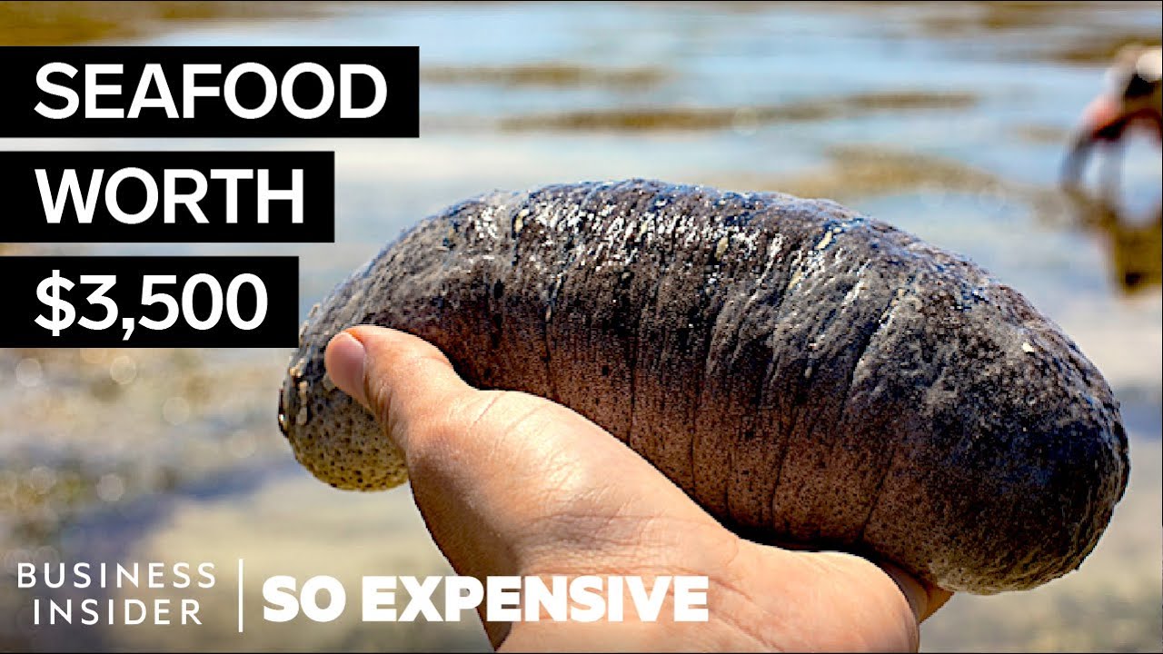 Why Sea Cucumbers Are So Expensive | So Expensive
