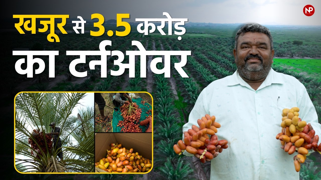खजूर की खेती 🌴 एक पेड़ से 50 हजार रुपए तक कमाई 💰 || ખજુર કી ખેતી || Gujarat || Date Palm Farming 💯