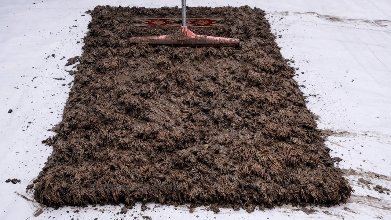 Washing this carpet is crazy! From the most horrific scene of dirt... to unbelievable cleanliness