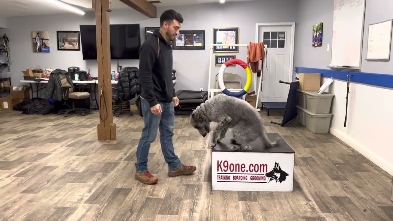 Comet the Shepadoodle Service Dog “Stand”