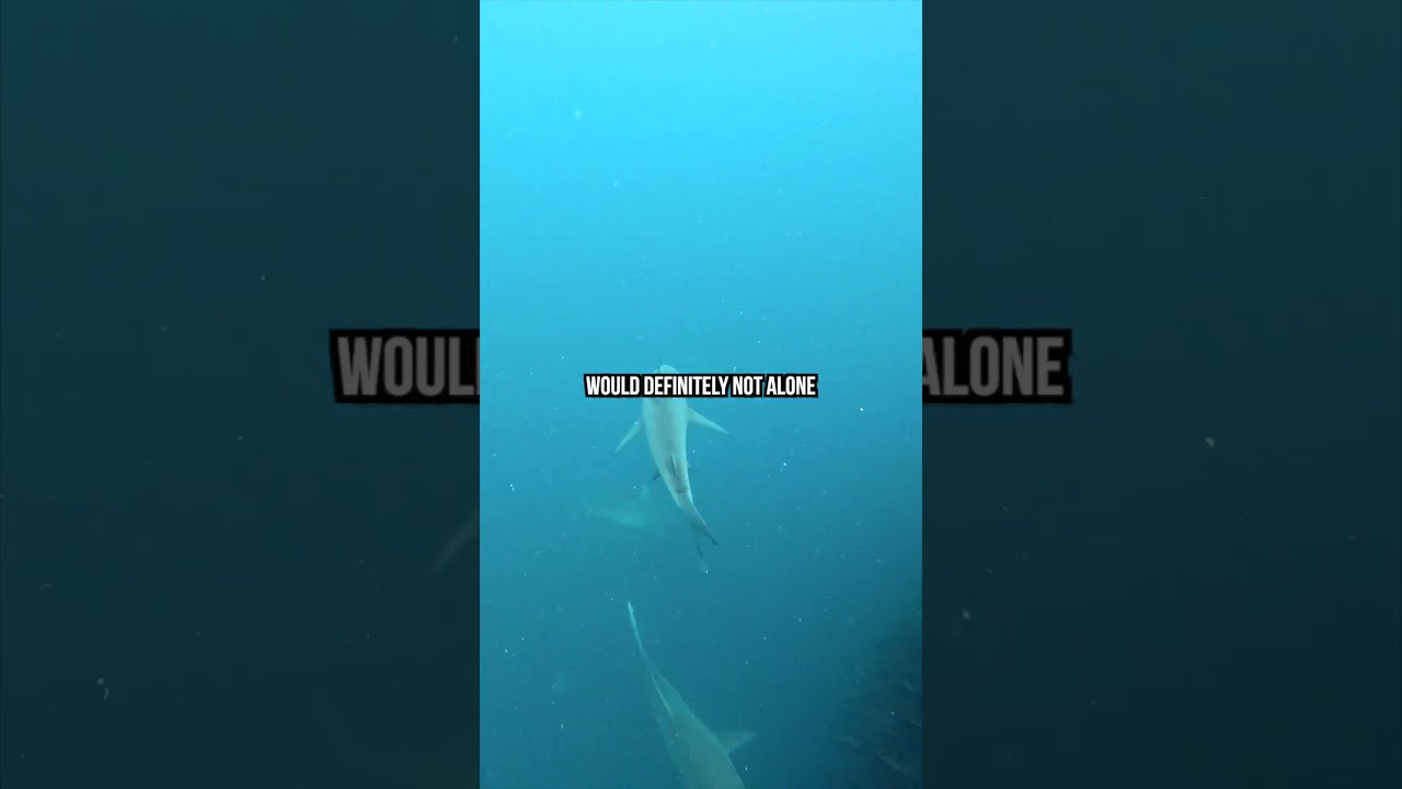 Swimming Directly Into a Shark Infested Bait Ball
