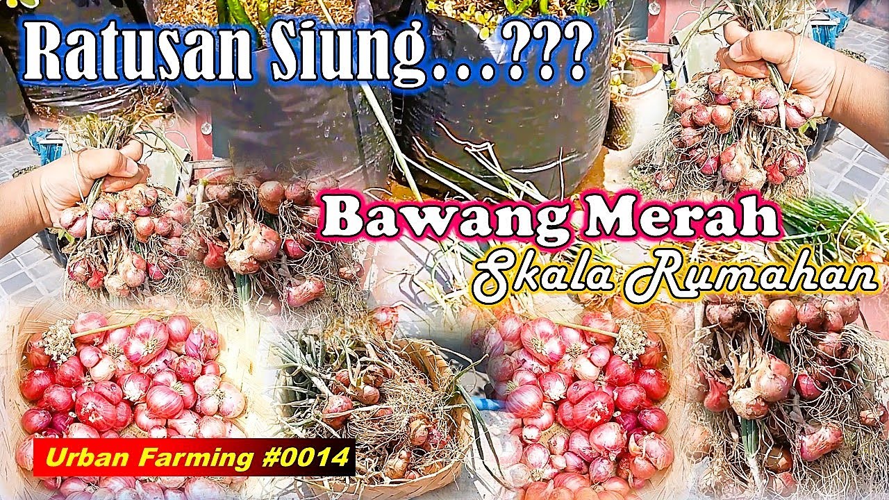 SEGINI HASIL PANENNYA...!!! - Bawang Merah Skala Rumahan Berhasil || 