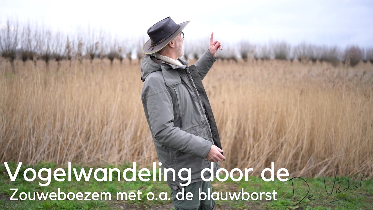 Vogelwandeling door de Zouweboezem met o.a. blauwborst en blauwe kiekendief #1751