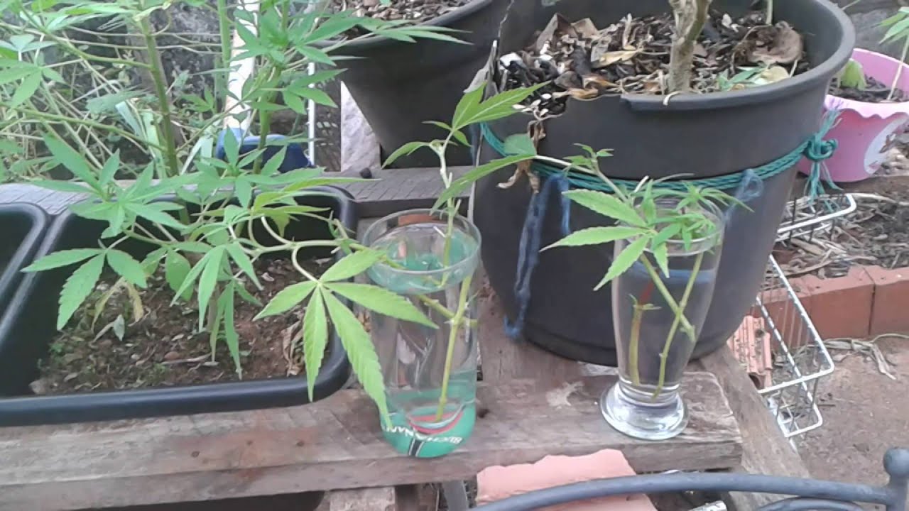 T&eacute;cnicas b&aacute;sicas de clonagem em Cannabis