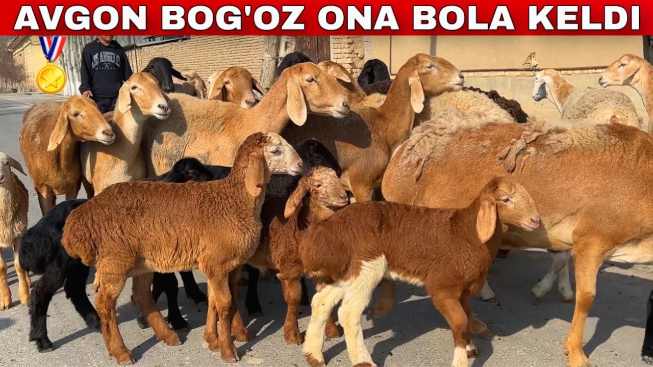 😱 DAXSHAT AVGON BOG’OZ ONA-BOLA 🔥 BUNAQASI BO‘LMAGAN! 💣🐏