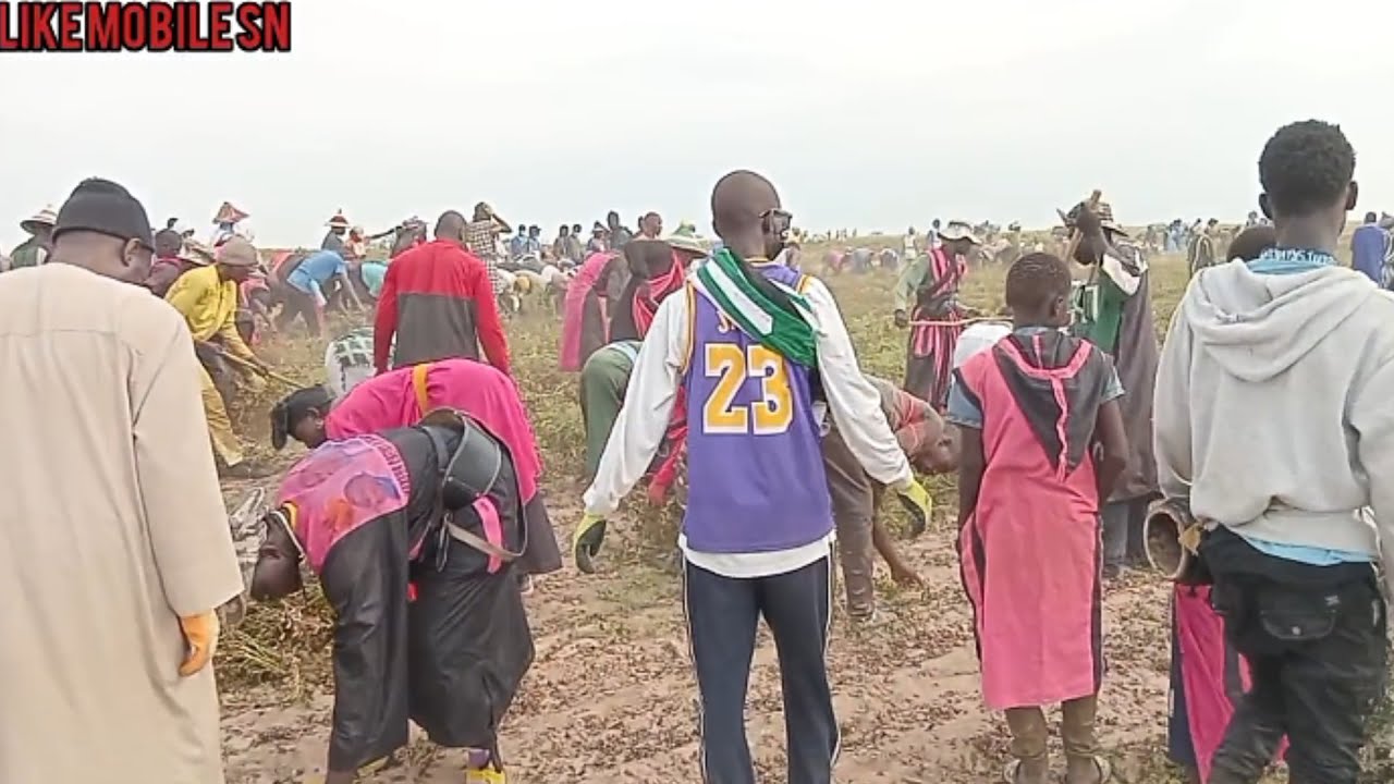 Intégralité récolte des Champs De darou Salam Bourki Barka...