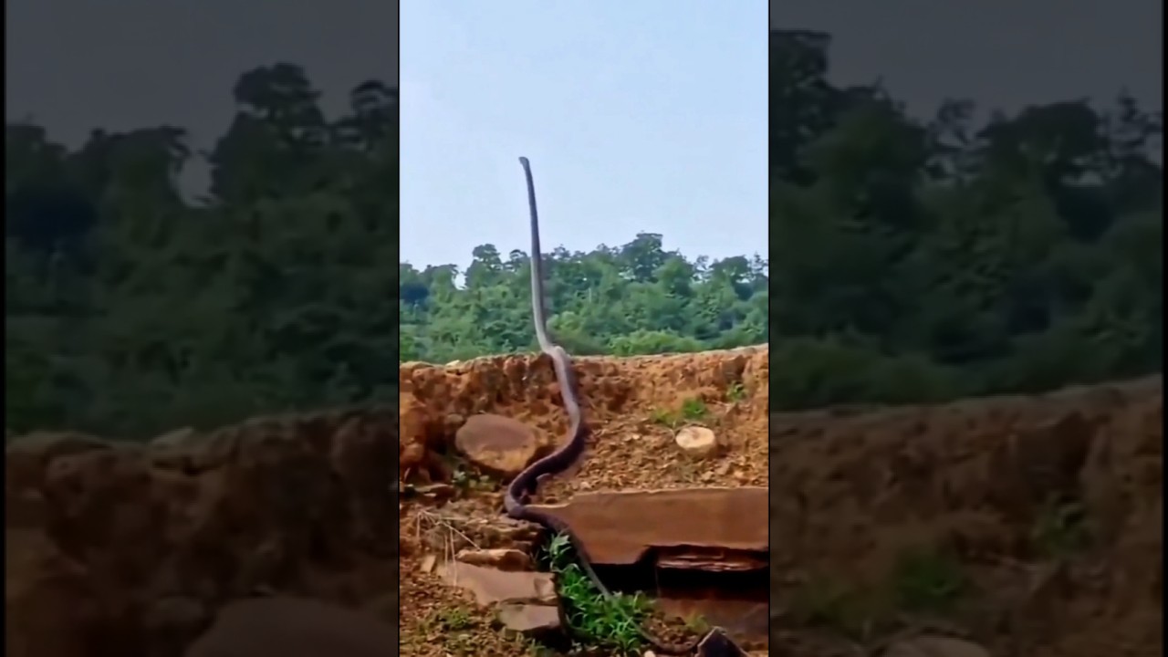 fakta tedung selar malaysia #faktaunik #malaysia