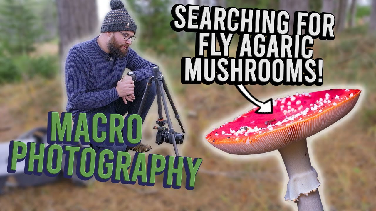 Searching for FLY AGARIC mushrooms in Wareham Forest | MACRO PHOTOGRAPHY on the Fuji X-T4
