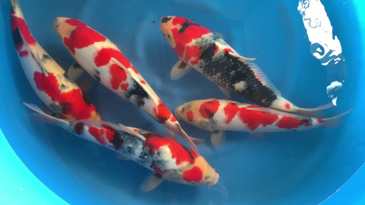 Isa Koi Farm - Jumbo Tosai