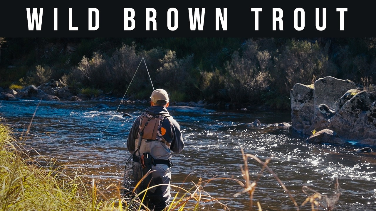 GORGEOUS Brown Trout In An Aussie River - Euro Nymphing & Dry Fly