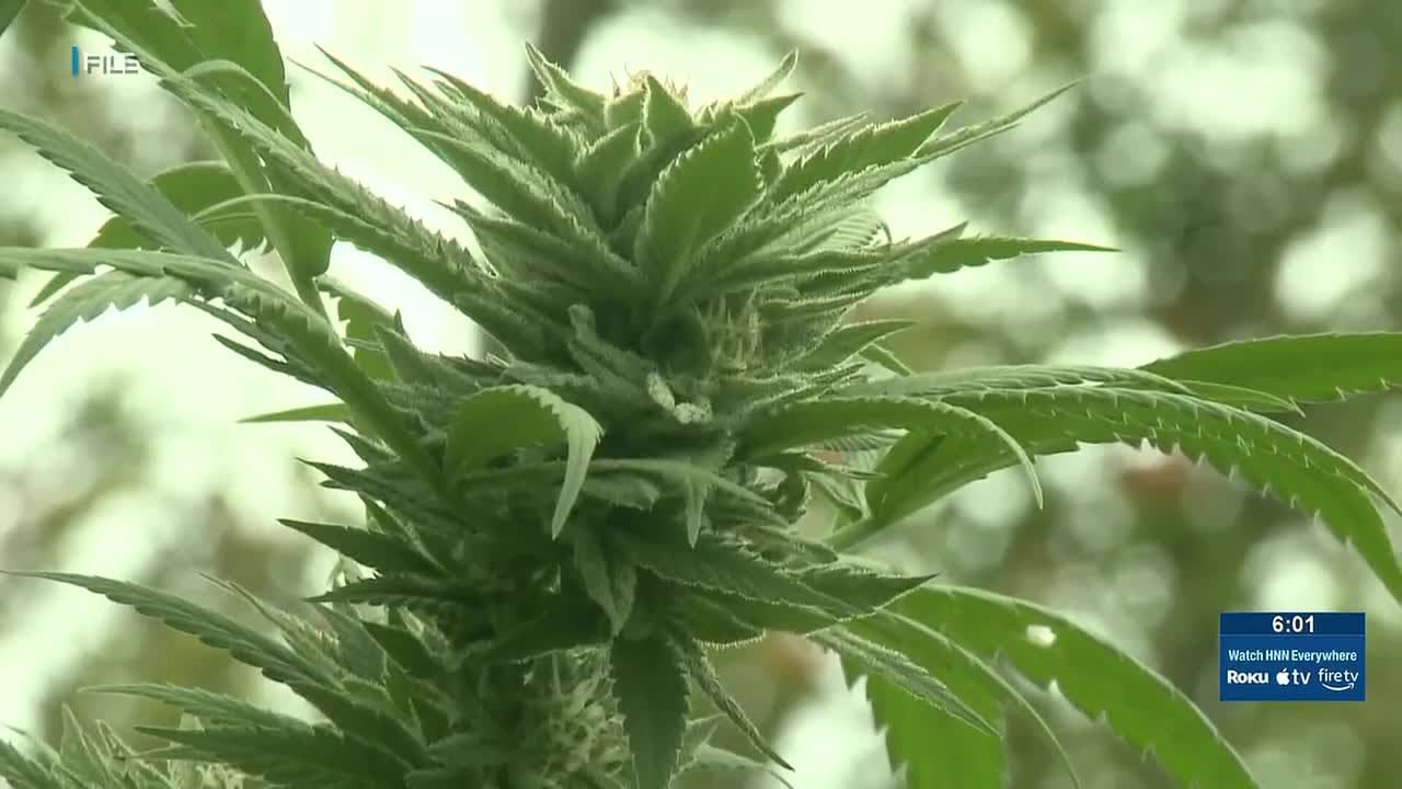 Senators seek pathway to recreational marijuana