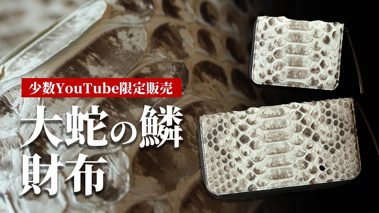 【7m級超巨大パイソン】池田工芸初、希少な超巨大パイソンで作る財布。大きさ2倍以上！大迫力の“ウロコ”