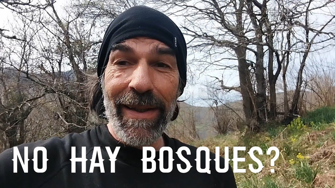 Cuanto  territorio OCUPA EL BOSQUE en ESPAÑA