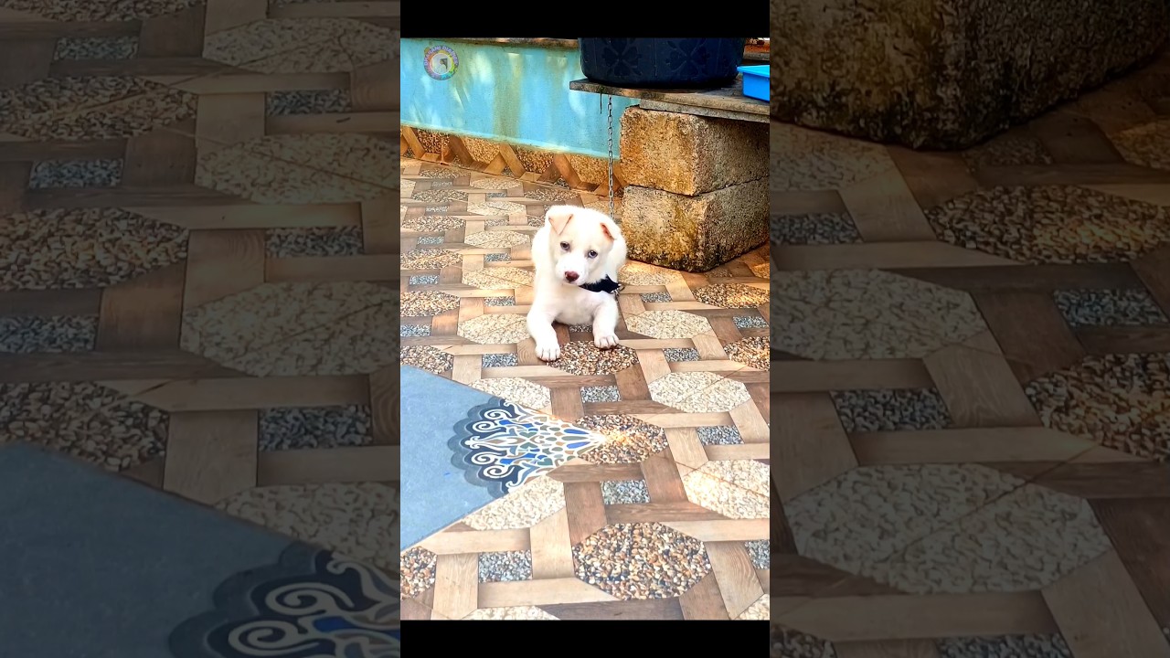 Cute reaction 🧿🐶 #puppy #puppies #cute #reaction #dog #cutepuppy #doglover #telugu #shorts #ownvoice