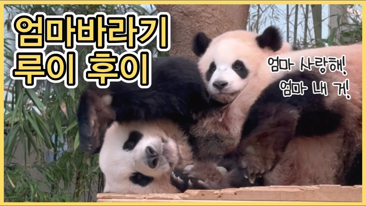 [🐼] ep.7 아기판다들은 엄마바라기🌻 루이후이가 아이바오를 찾아다녀요🩷💜