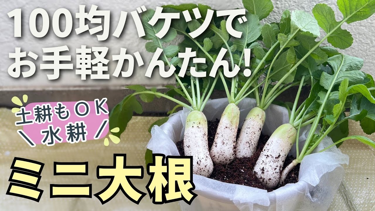 ミニ大根なら100均バケツで簡単､早い♪（水耕/土耕どちらもOK）種まき～収穫まで