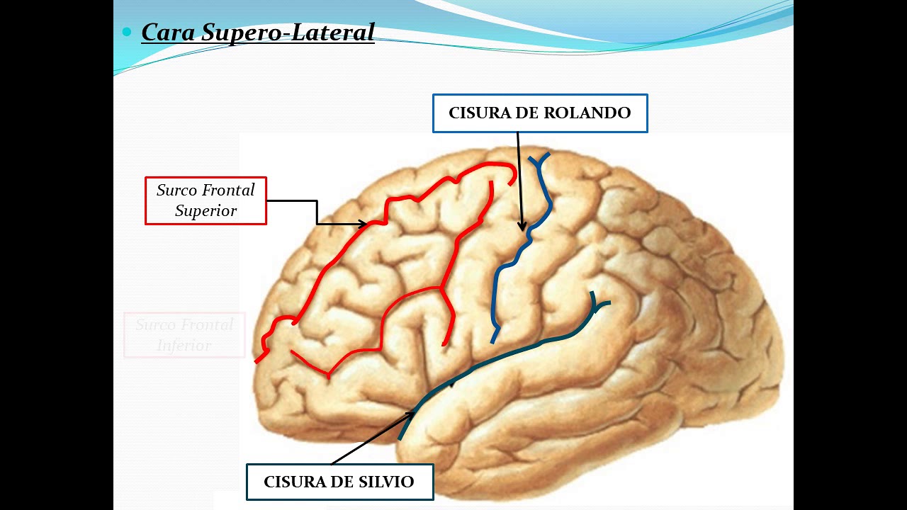 Cerebro Configuración Externa