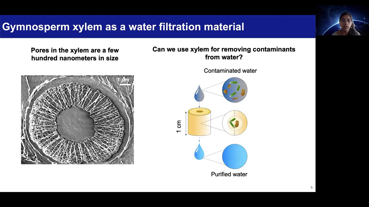 Development of water filters using plant xylem: 2021 MIT World Water Day video competition