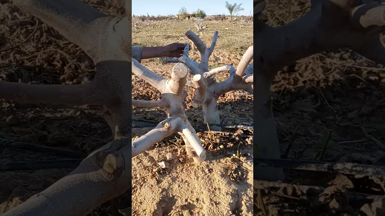 لقاء مع احد مزارعي التين الاسباني الاحمر بالمنيا